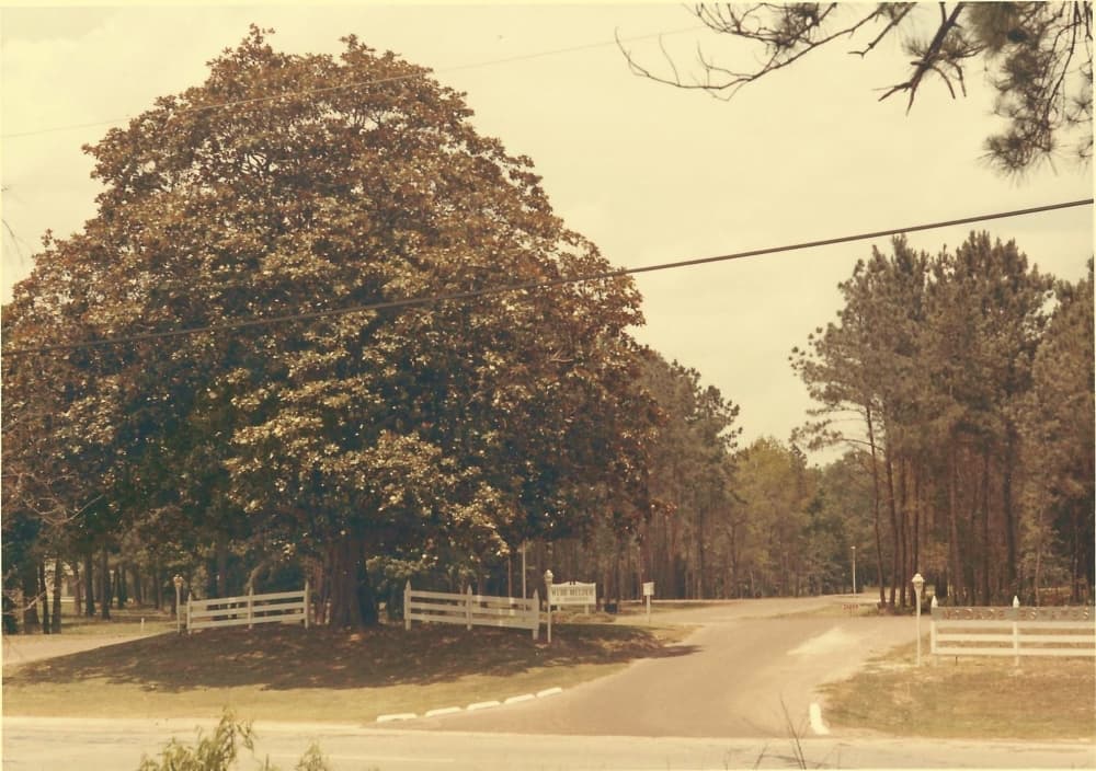 McDade Estates, which is located behind the magnolia tree along FM 2854, started in 1971 with two houses. (Photo circa 1970s; courtesy Montgomery County Historical Commission)