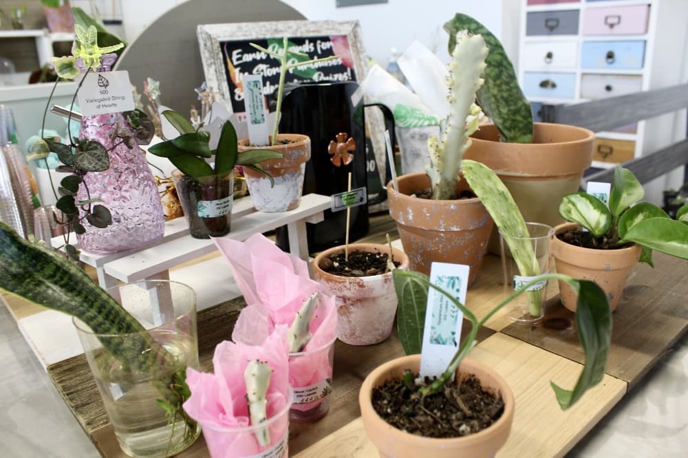 plants