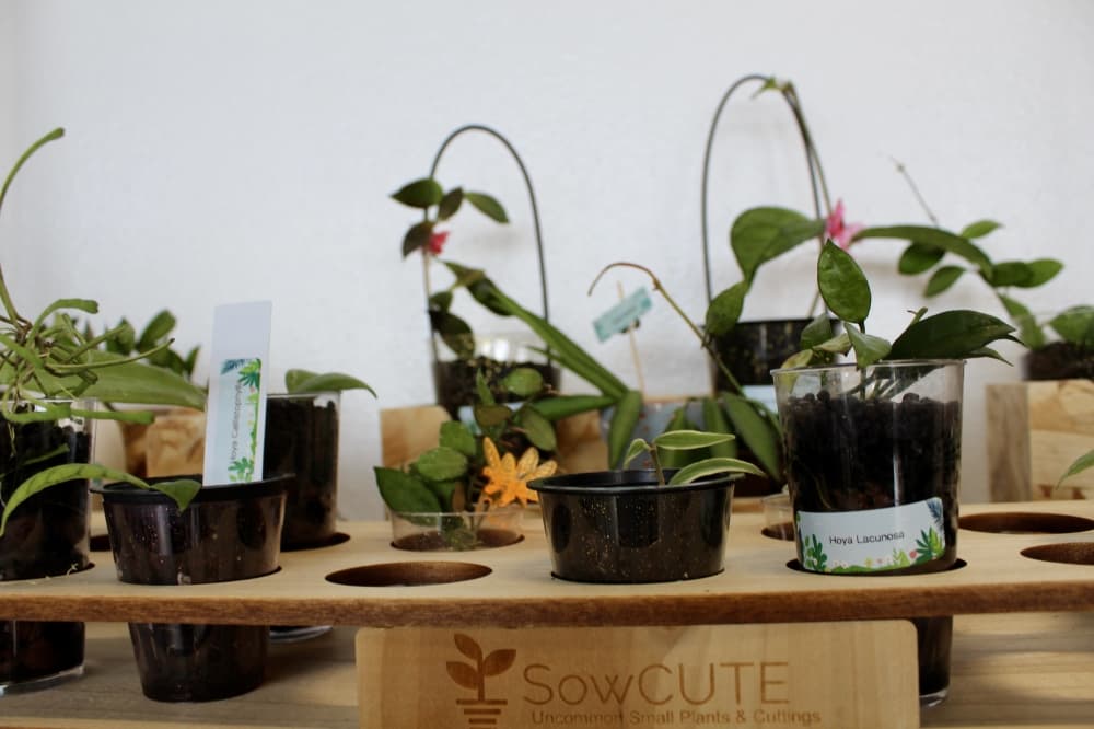 plants