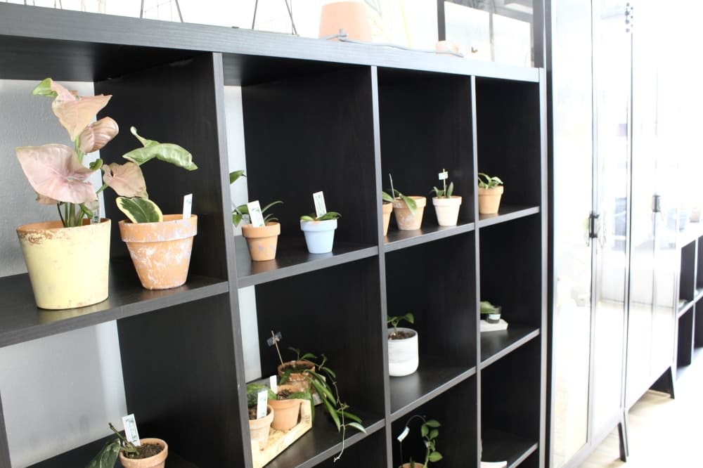 plants in shelves