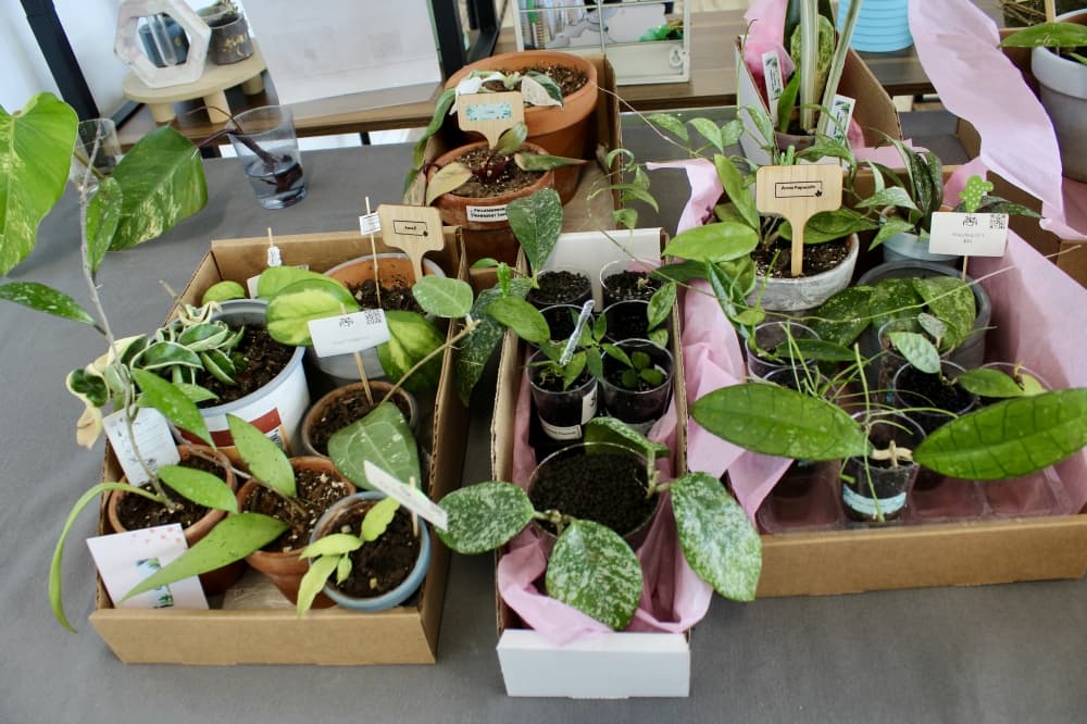 pothos
