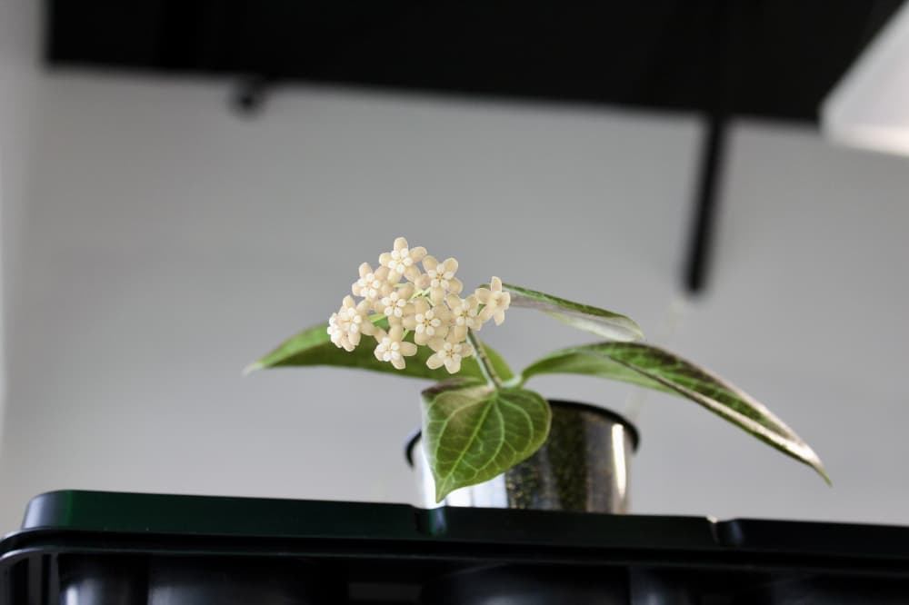 plant