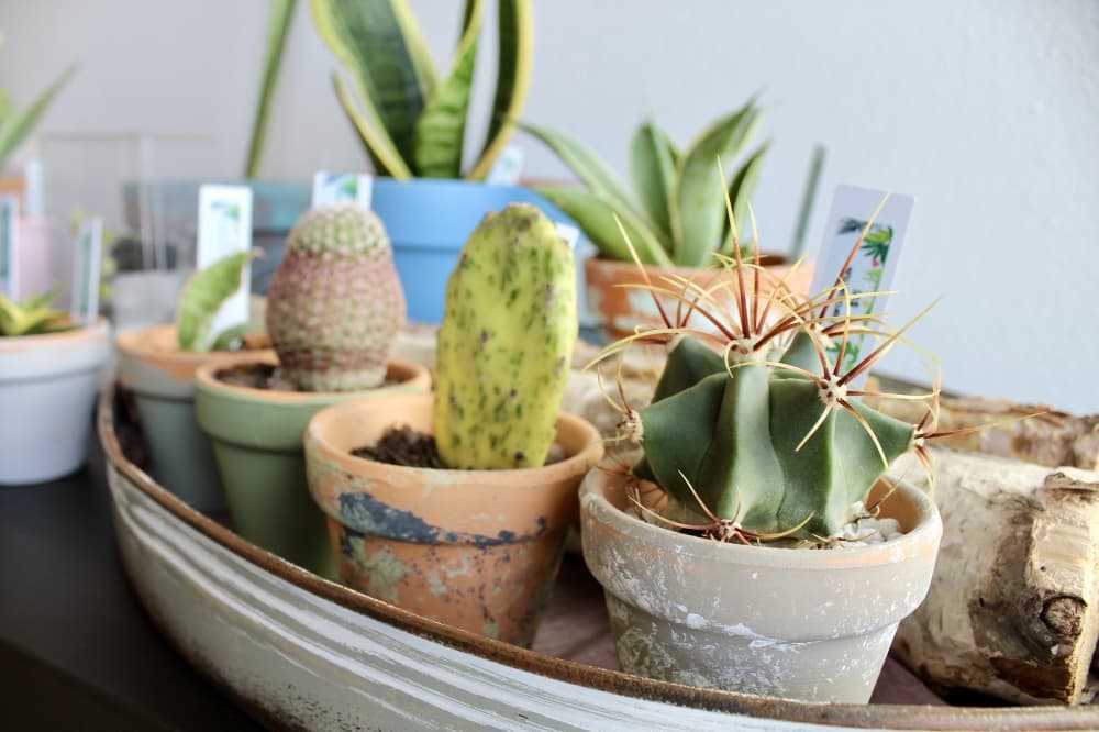 Sow Cute specializes in small plants, cuttings at Cypress shop