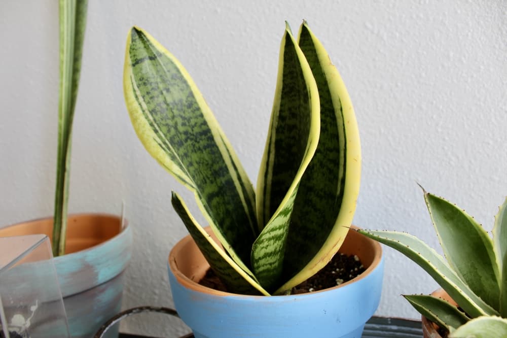 snake plants