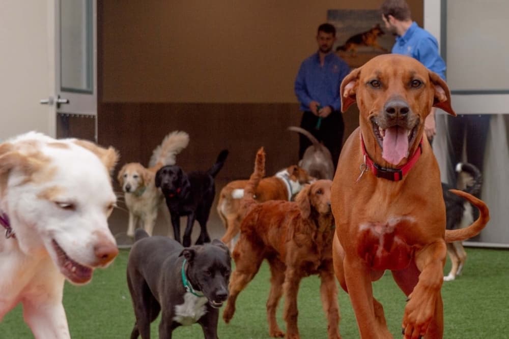K9 Resorts Luxury Pet Hotel coming to the Heights