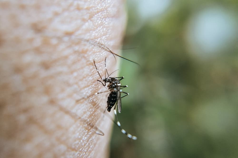 Frisco reports 5 more West Nile mosquito pool positives