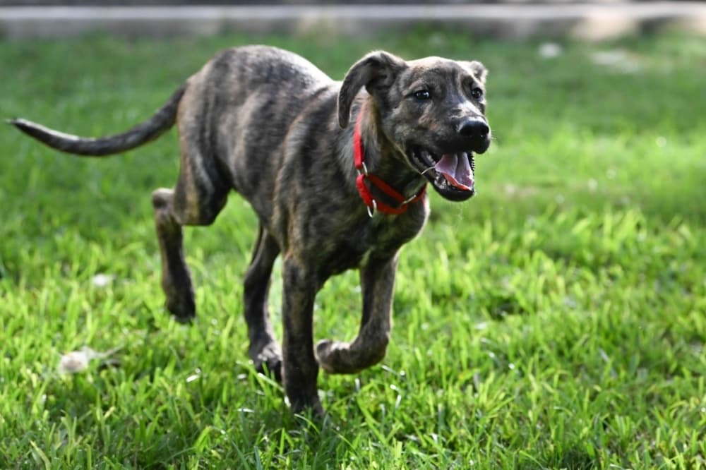 Austin pet owners now required to microchip their animals