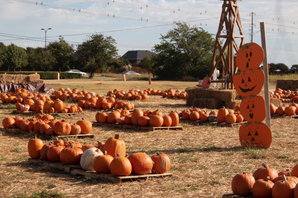 GUIDE: Check out these 7 North Texas pumpkin patches this fall