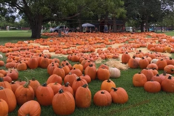 Pumpkins pictured at Rejoice Lutheran Church's pumpkin patch. 
