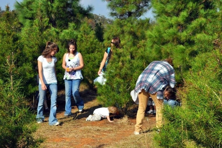 People hunt pumpkins in the Christmas tree field.