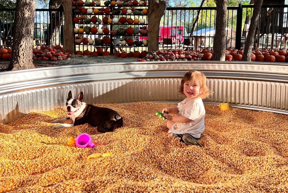 A child and dog sit in a corn pit.