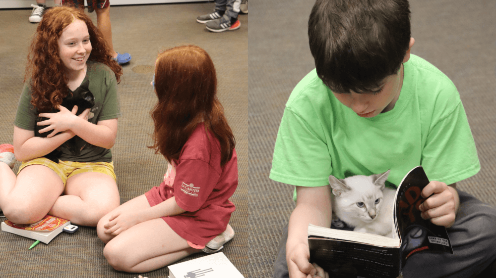 Tell tales to tails: Read With Kittens set for Sept. 28 at Bastrop library
