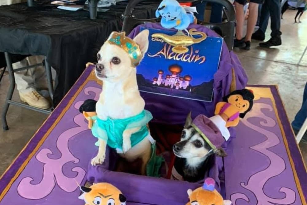 An image of two dogs dressed up for a previous Barktoberfest event. 