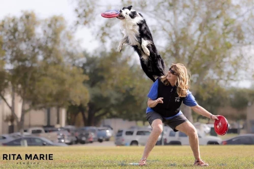 An image of a dog owner and her dog catching a disc. 