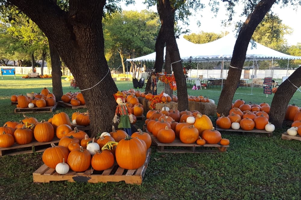 Universal City Pumpkin Patch to open Oct. 4
