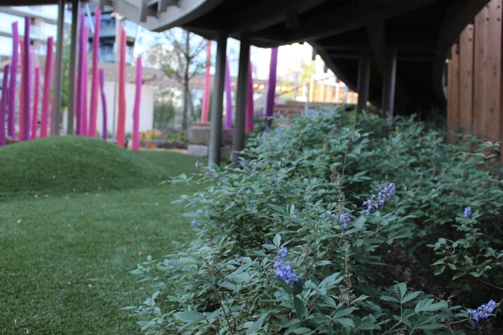 plants at kaleidoscope