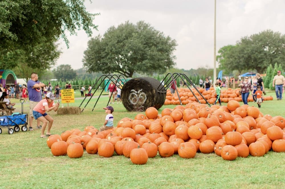 8 pumpkin patches to visit in the Greater Houston area