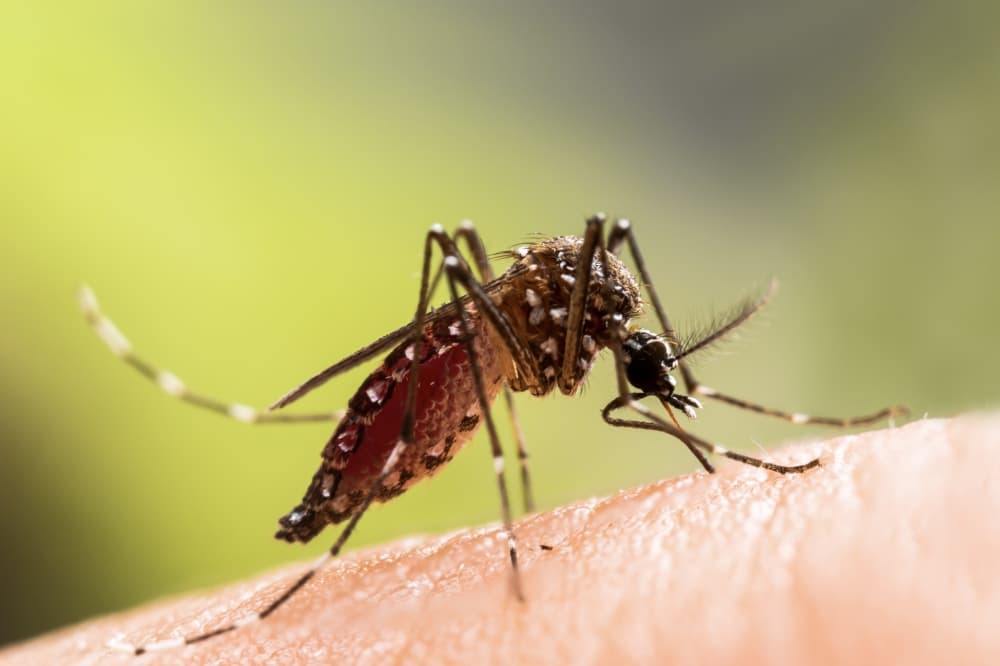 20th Frisco mosquito pool tests positive for West Nile virus