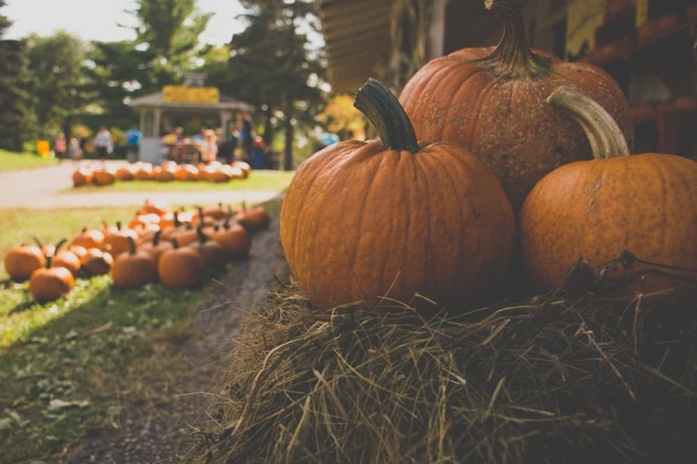 19 fall festivals, events happening in Tomball, Magnolia through mid-November