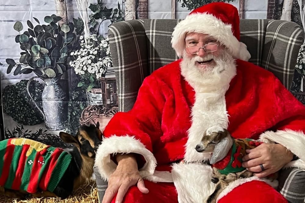An image of two goats wearing sweaters sitting on Santa Claus' lap. 