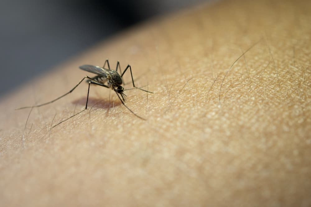 Additional spraying planned for West Nile virus-carrying mosquitoes in McKinney