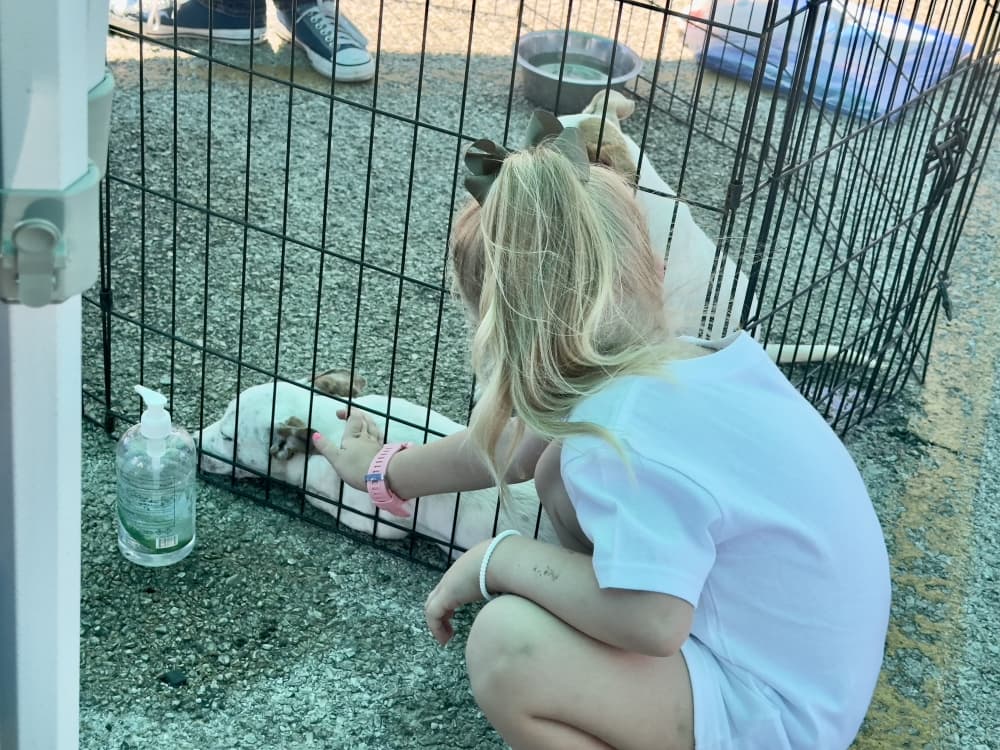 A small girl pets a light-colored puppy