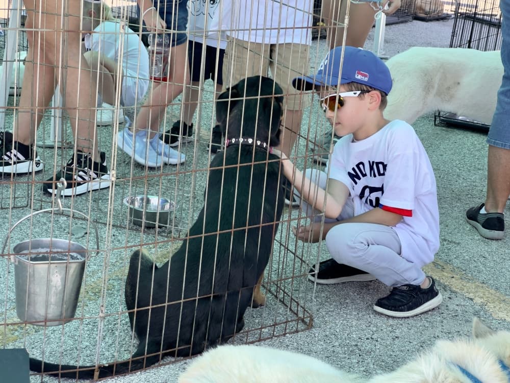 A small boy pets a dark-colored dog at a previous adoption event.