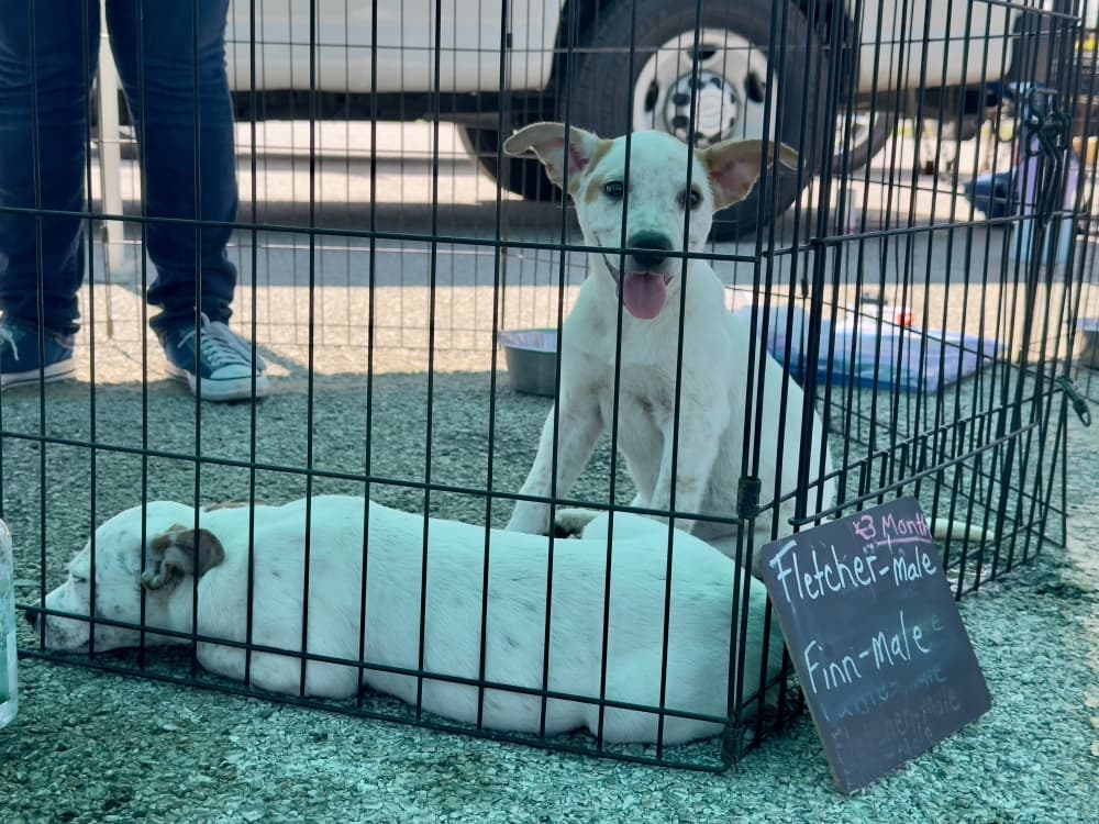 An image of two dogs in a crate at an event. 