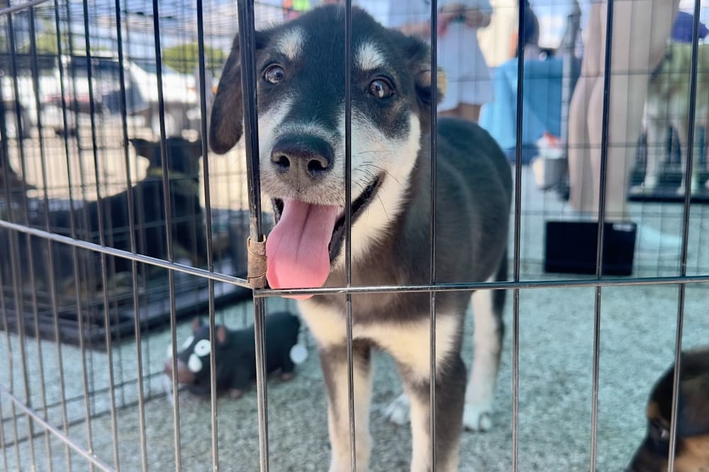 Fetch a furry friend at these upcoming events in Bastrop, Elgin