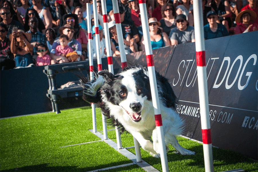 6 events to attend Oct. 4-6 around DFW