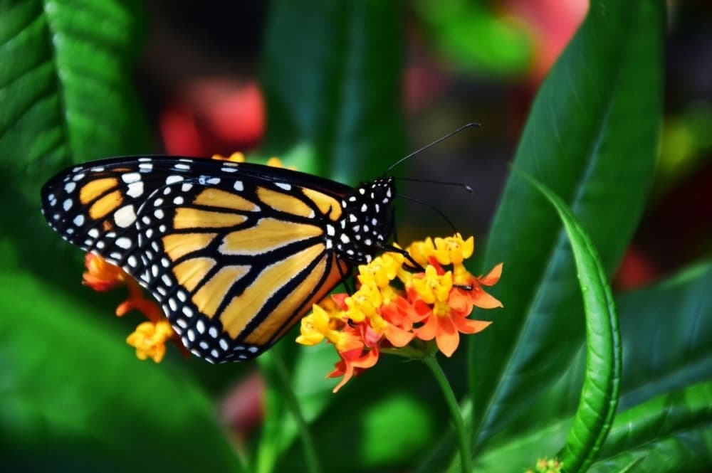 Image shows a butterfly