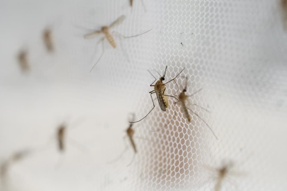 Frisco reports 22nd West Nile mosquito pool positive