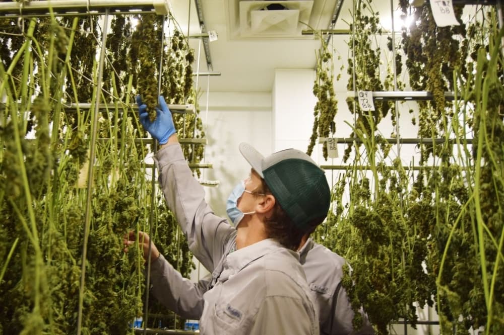 Texas Original offers medical cannabis at pickup site near Katy area