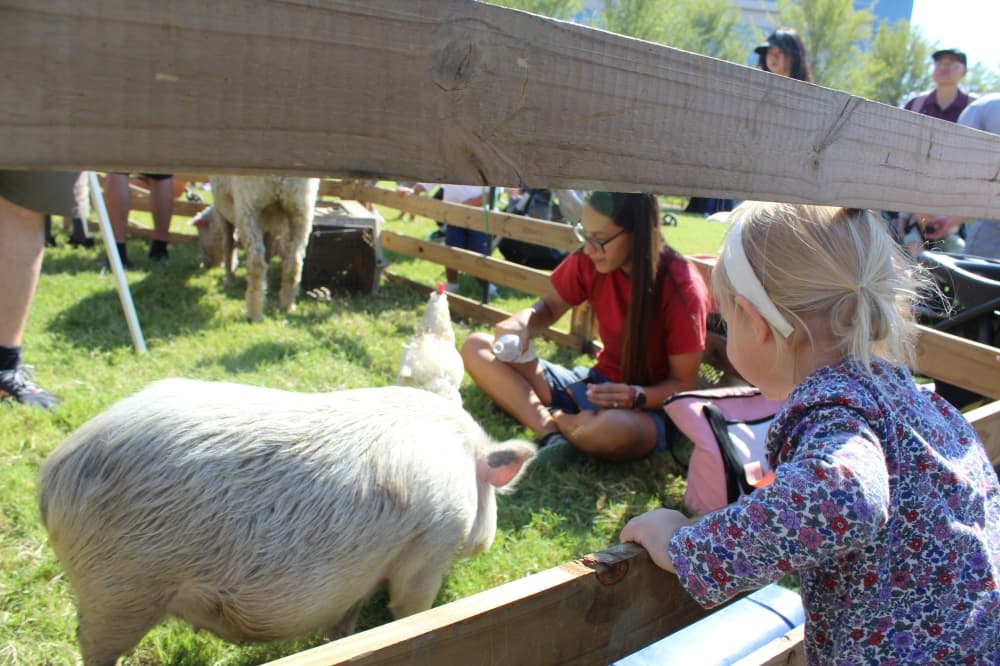 petting zoo