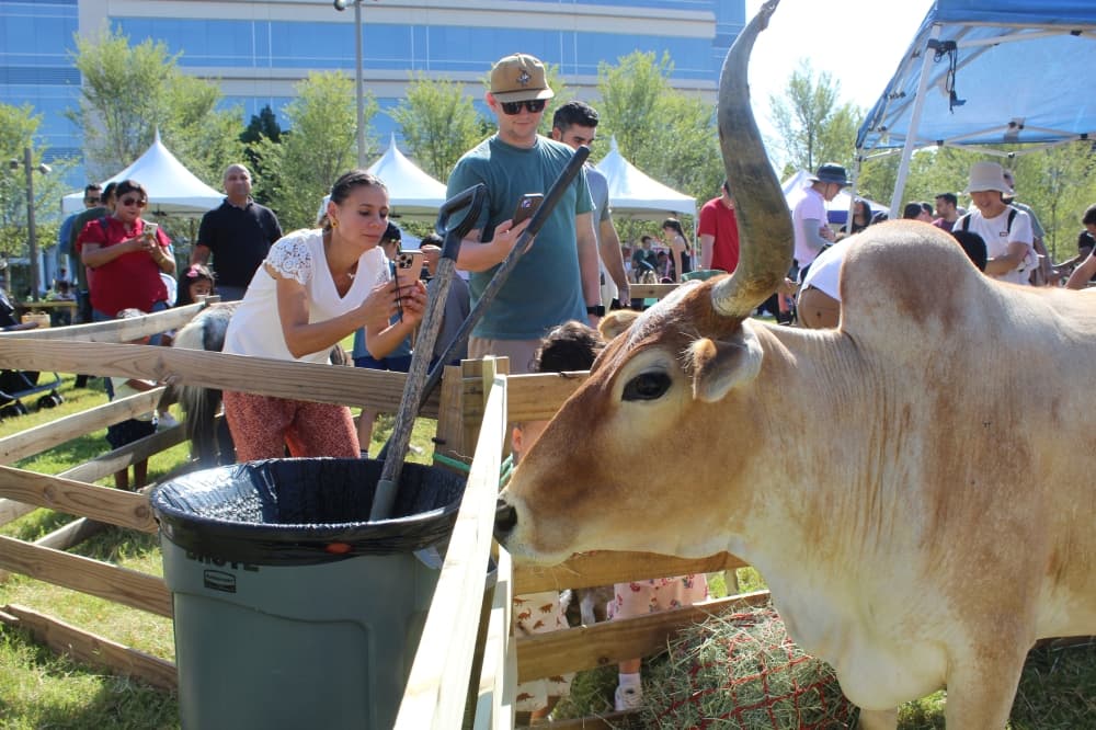 cow 