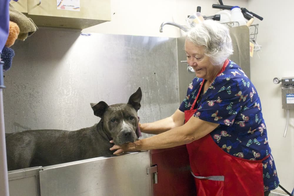 Sugar Land calls $350M bond for law enforcement, animal shelter improvements