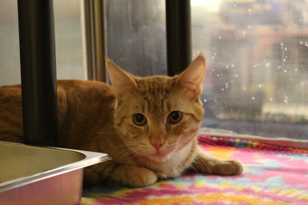 PetSmart Veterinary Services now open in Round Rock