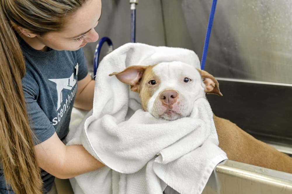 Scenthound brings dog grooming, hygiene services to Lantana