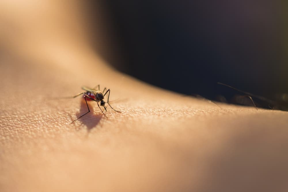 Frisco confirms 24th West Nile virus-positive mosquito pool
