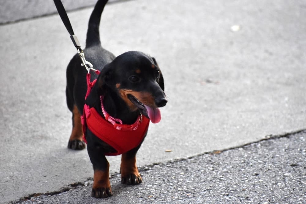 wiener dog 
