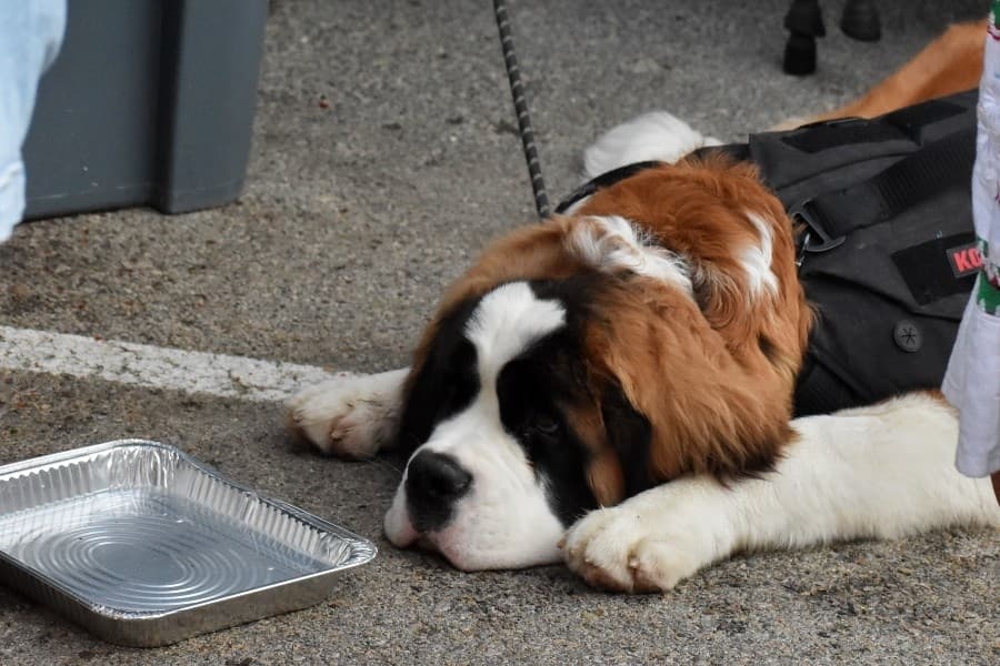 dog resting