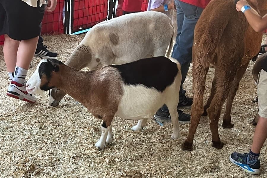 goats at a petting zoo
