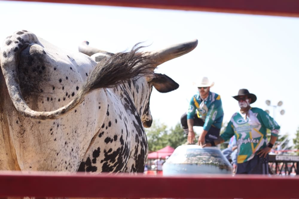 bull