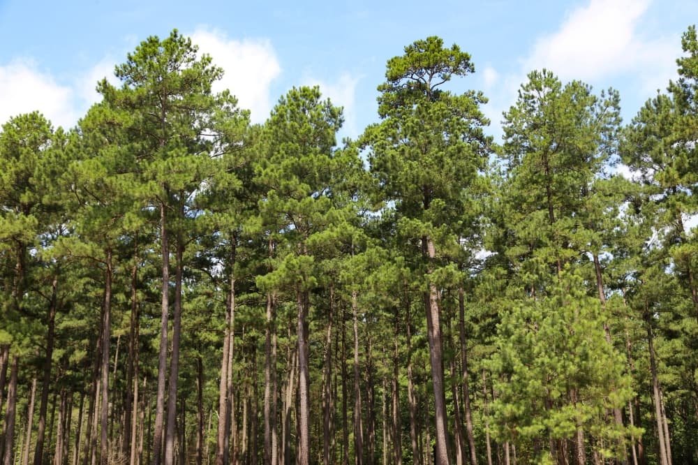 W.G. Jones Forest celebrates 100 years