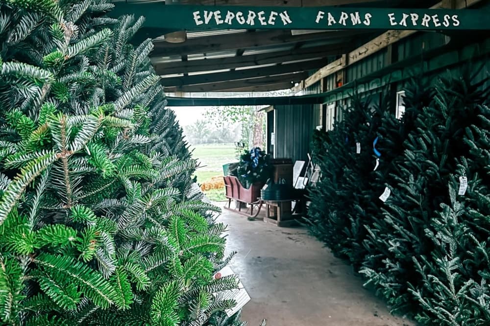 An image of the Christmas trees sold at the farm. 