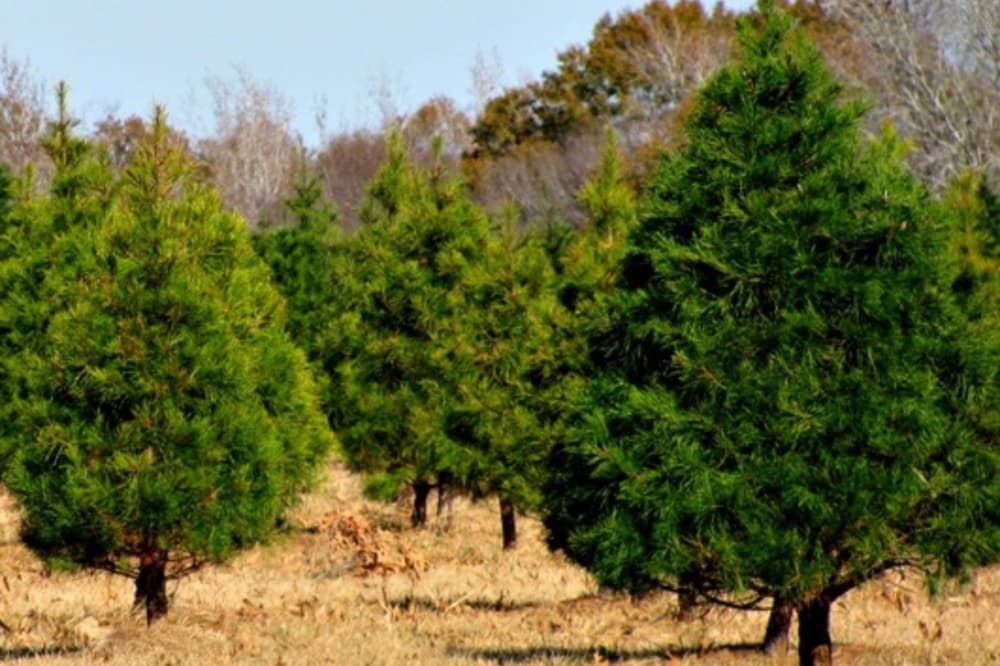 An image of the Christmas trees sold at the farm. 