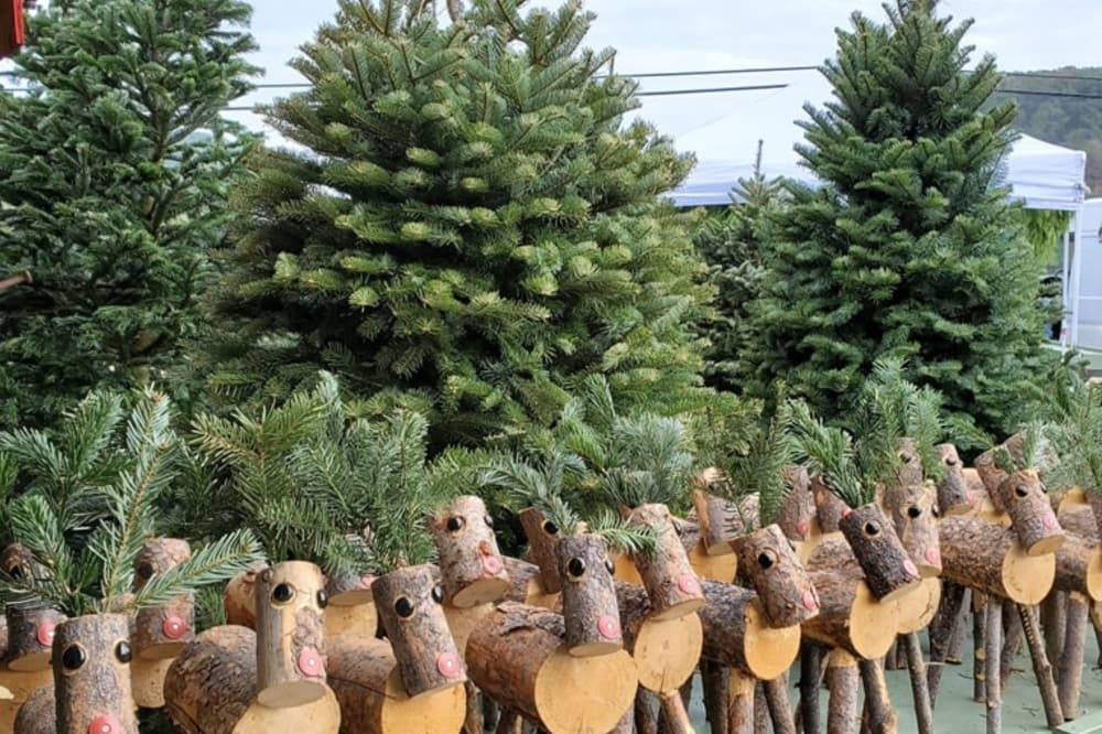 An image of the Christmas trees sold at the farm with wooden reindeer. 