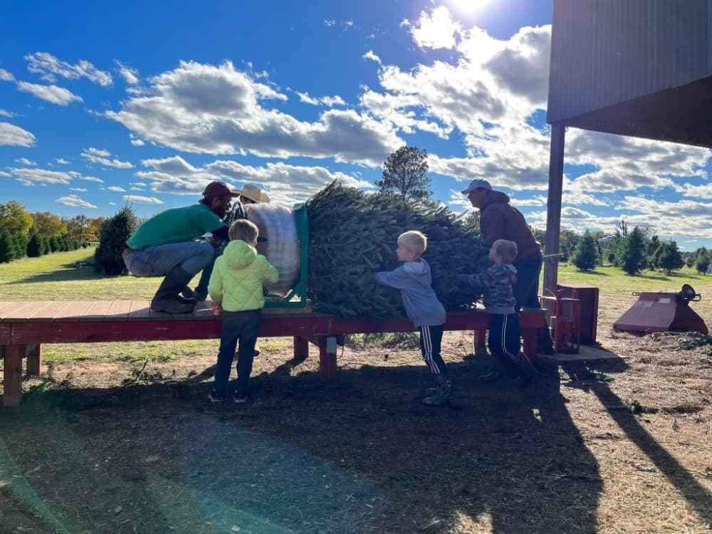 A man and children wrapping a fresh Christmas tree on the farm. 