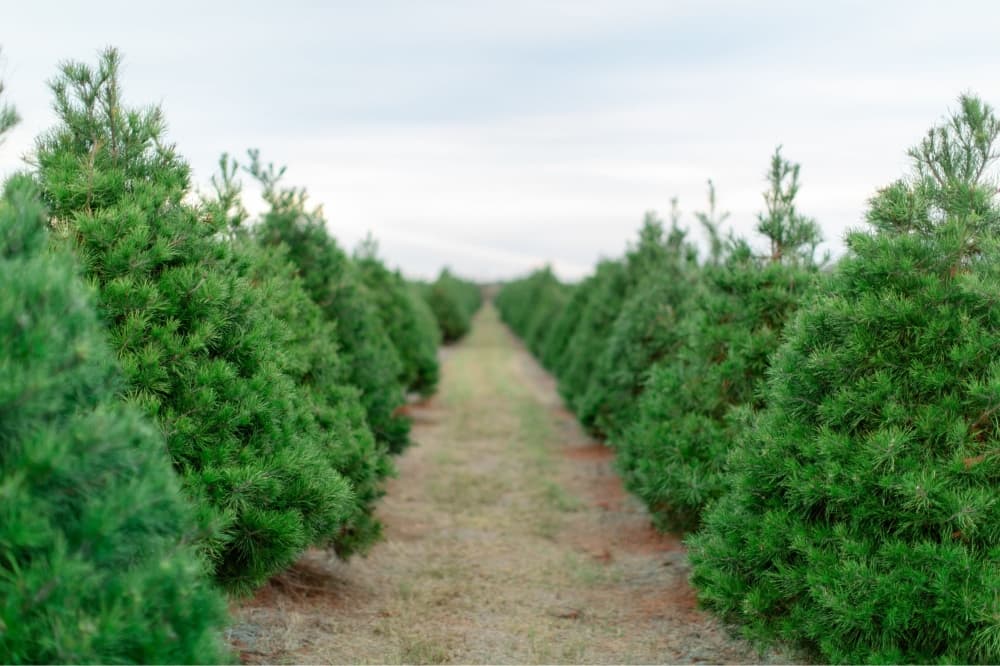 6 places to get a fresh Christmas tree this holiday season