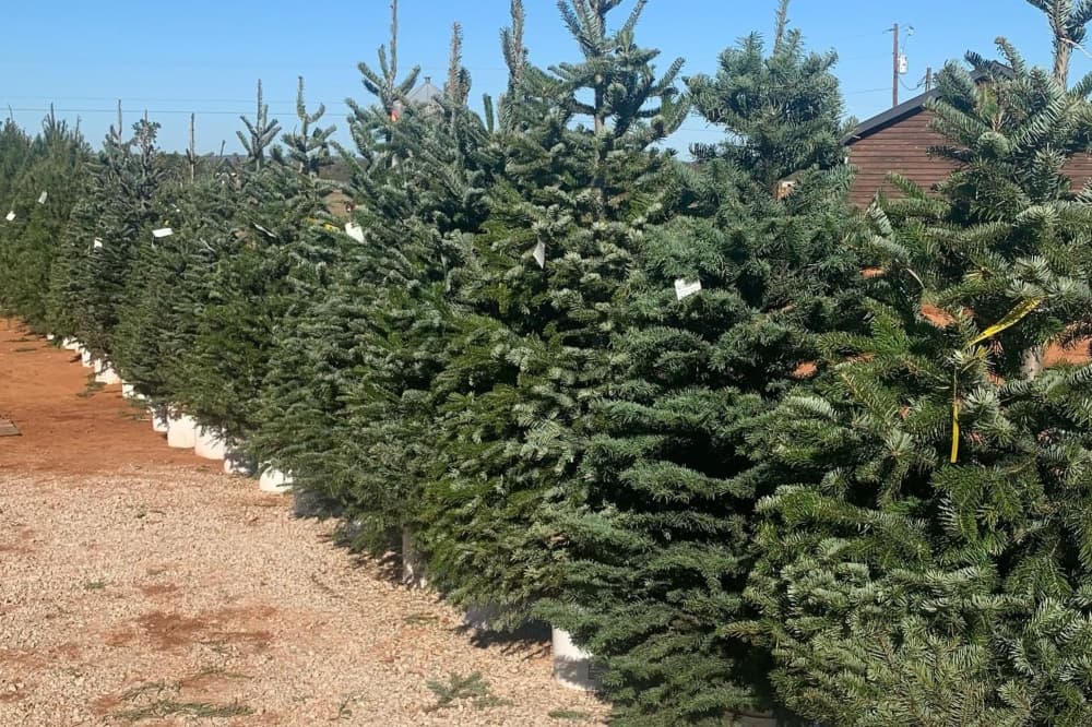 An image of the Christmas trees sold at the orchards. 